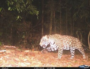 El jaguar en la serranía de Pirre