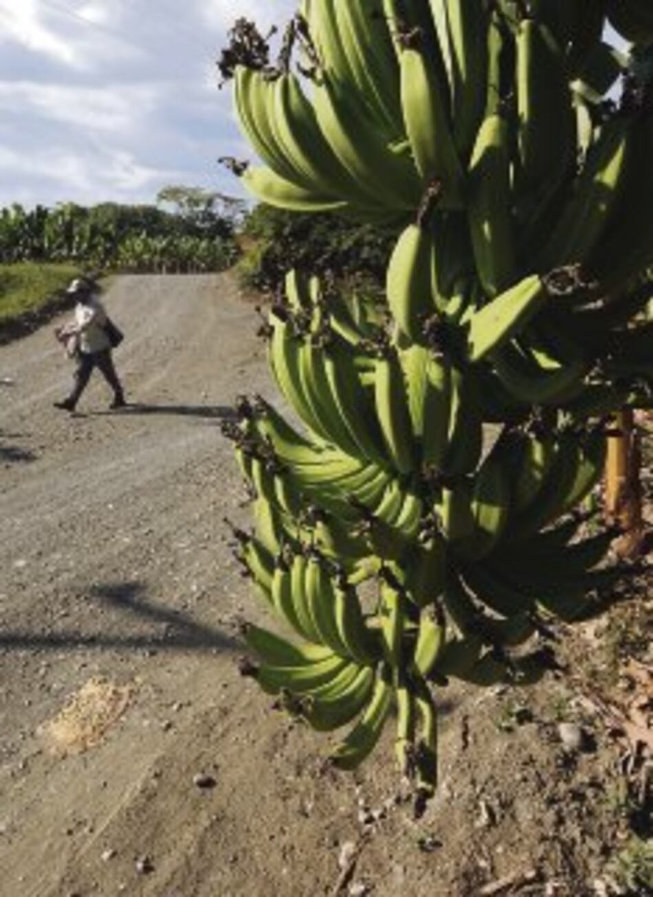 Abren mercado bananero