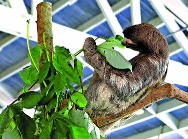 Un refugio para perezosos
