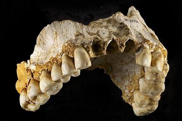 Neandertales dividían algunas de sus tareas por sexos