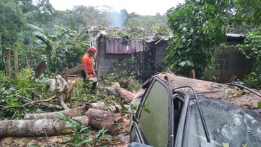 Fuertes vientos provocan caídas de árboles en al menos cinco provincias