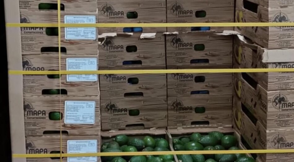 Incautan en Colombia 1.7 toneladas de cocaína escondida en cargamento de aguacates