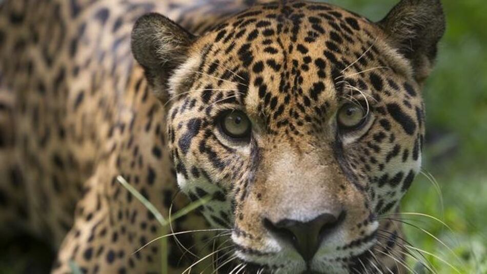 Más dificultad para el jaguar