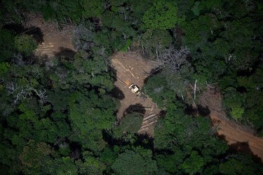 Científicos traban carrera contra el tiempo ante la devastación de la Amazonía