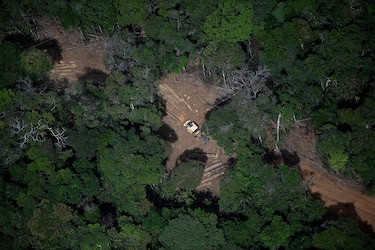Científicos traban carrera contra el tiempo ante la devastación de la Amazonía