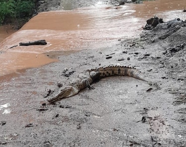 ¿Cocodrilos en la ciudad de Panamá?: una historia de recuperación