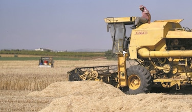 FAO: los más vulnerables pagarán por alza de precios