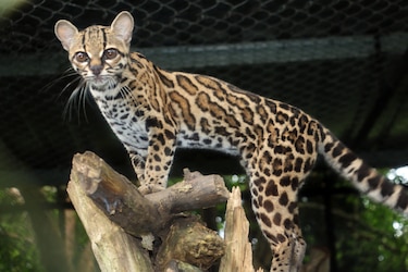 Felinos silvestres: Un llamado a la preservación