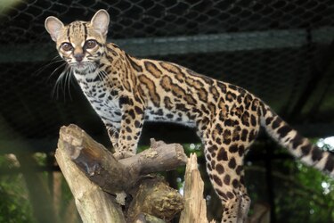 Felinos silvestres: Un llamado a la preservación