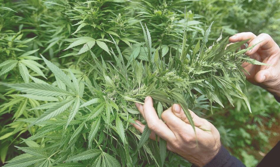 Costa Rica otorga la primera licencia para la producción de cannabis medicinal