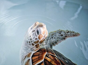 Tortugas marinas vuelven a desovar en sus playas