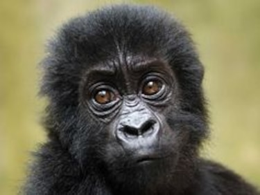 Los gorilas de Grauer en Congo podrían desaparecer en cinco años