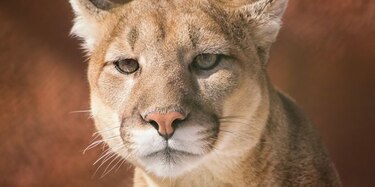 Cierran acceso a cataratas de Iguazú por un puma