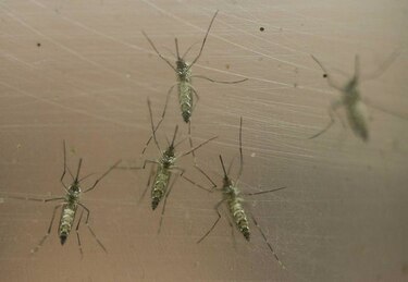 Brasil: Mosquitos transgénicos para combatir el zika