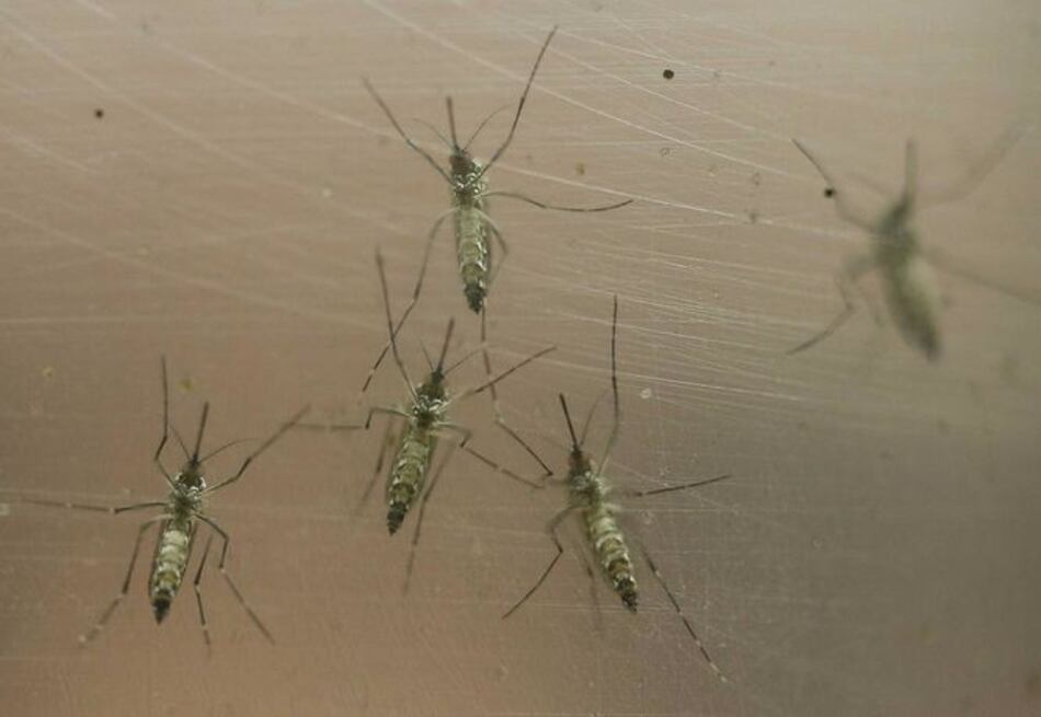 Brasil: Mosquitos transgénicos para combatir el zika