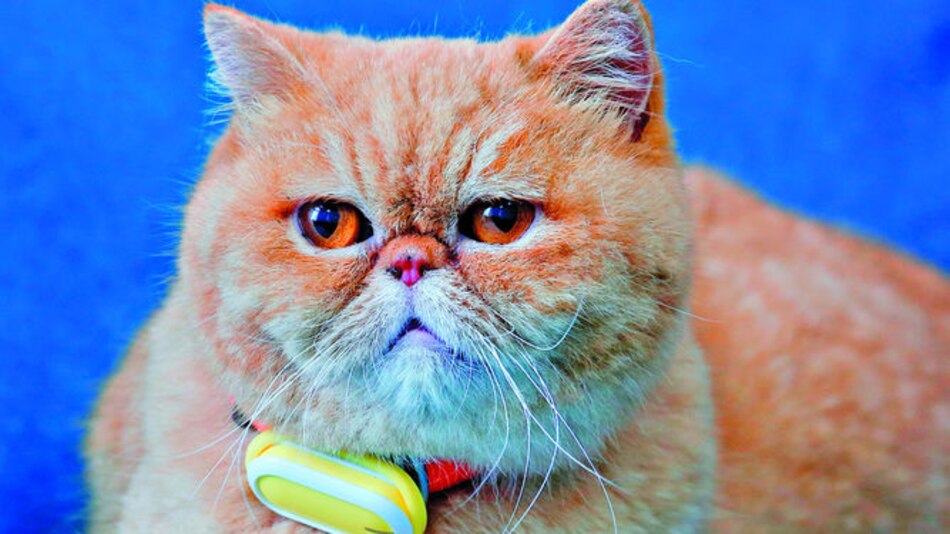 ‘Wearables’ para mascotas