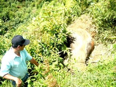 Mida dice que frente frío provocó la muerte de 20 reses
