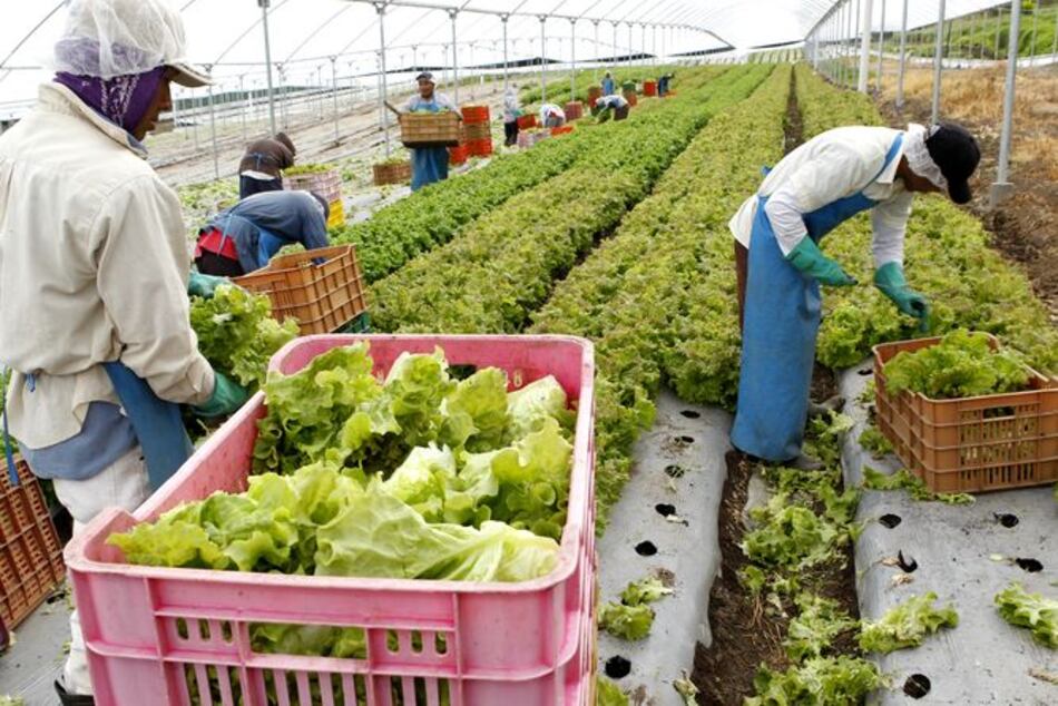 Lanzarán una alianza por el derecho humano a la alimentación en Centroamérica