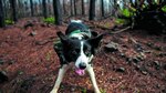 Reforestadores de cuatro patas
