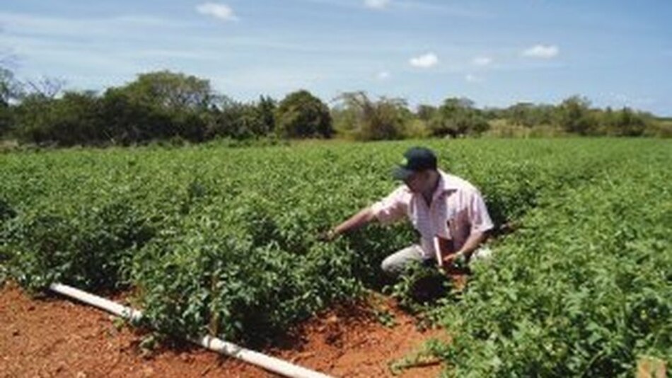 Cultivan tomate resistente a plaga de polilla