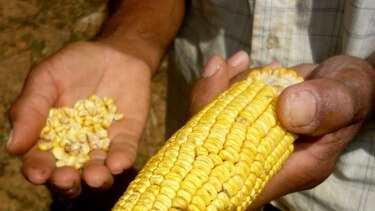 En Los Santos se pierden mil 300 hectáreas de maíz debido a las lluvias