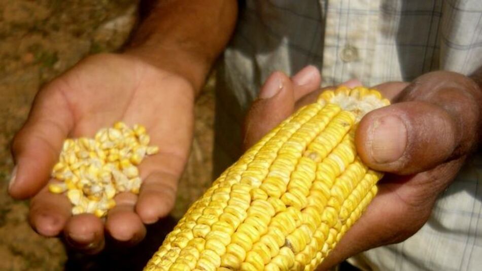 En Los Santos se pierden mil 300 hectáreas de maíz debido a las lluvias