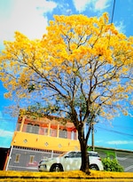 Cuando la ciudad respira amarillo: la magia del guayacán en pleno verano