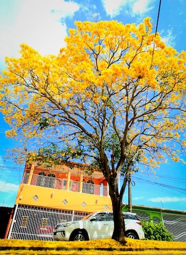 Cuando la ciudad respira amarillo: la magia del guayacán en pleno verano