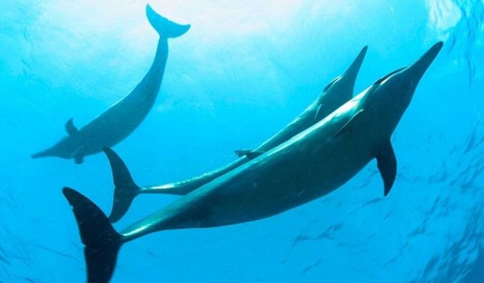 Obama establece la reserva marina más grande del mundo