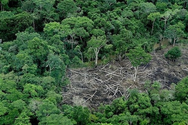 Estado aportará 15 millones de dólares para proyecto de reforestación