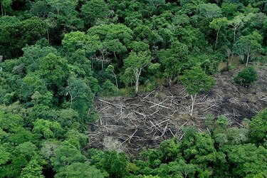 Estado aportará 15 millones de dólares para proyecto de reforestación