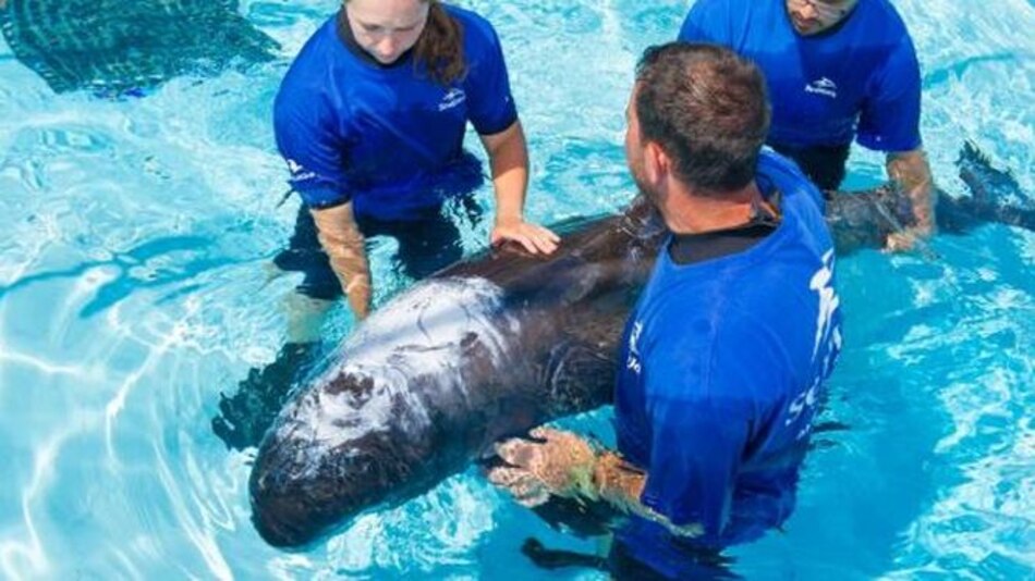 Ballena encallada es rescatada por SeaWorld