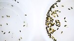 Las prioridades de la investigación en salud