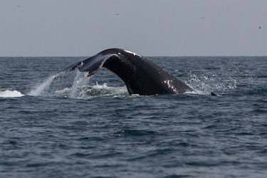Ballenas y delfines, los gigantes del océano que aún luchan por sobrevivir