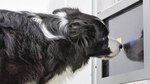 Mascotas en el cine, ciencia y hoteles