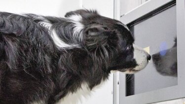Mascotas en el cine, ciencia y hoteles