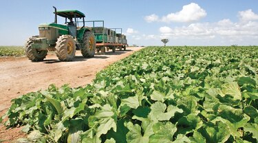 México desarrolla plataforma digital para productores locales
