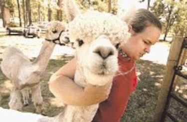 La carne de alpaca, una delicia