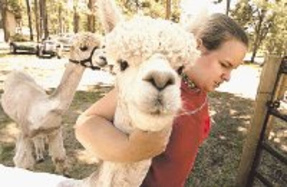 La carne de alpaca, una delicia