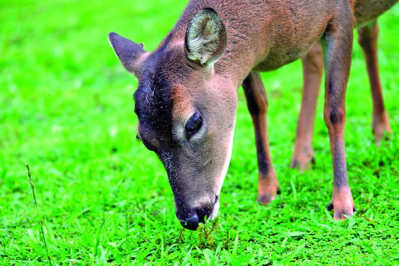 Los habitantes de Coiba