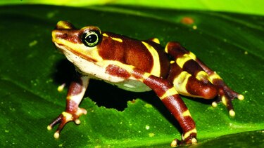 Por la conservación de los anfibios