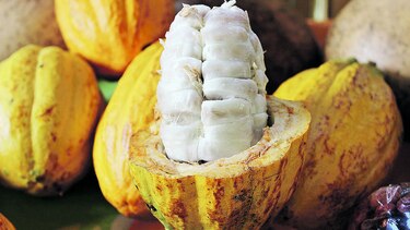 El ADN del cacao panameño