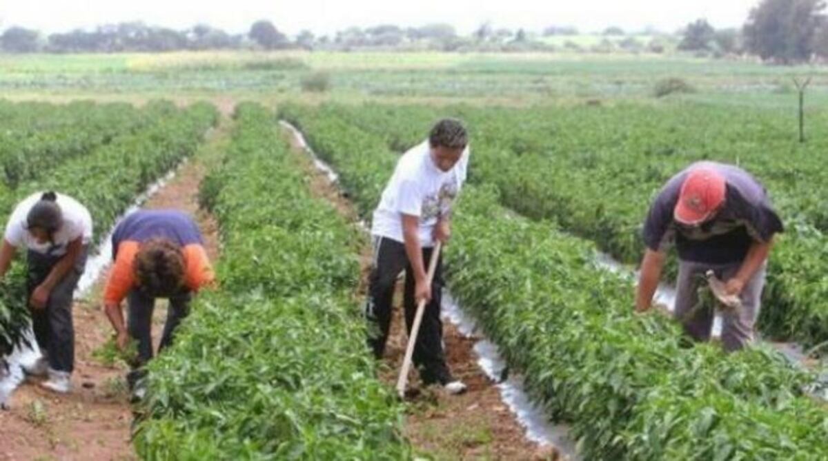 Productores venezolanos prevén mayor escasez por falta de insumos