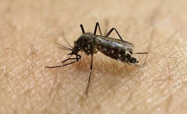 Francia pide a sus ciudadanos que se protejan contra el zika en Río de Janeiro