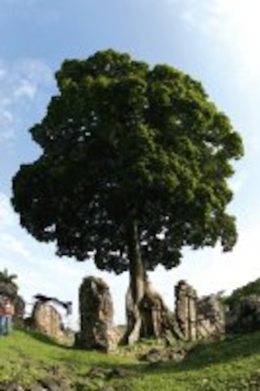 Un árbol 100% útil