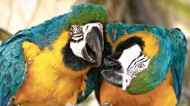 Guacamayos que se sonrojan, un nuevo misterio animal