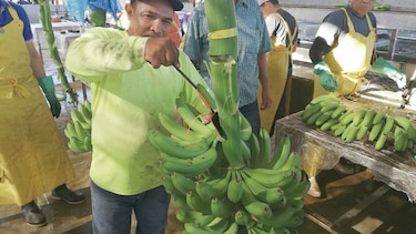Banapiña logra certificación para exportar a Europa