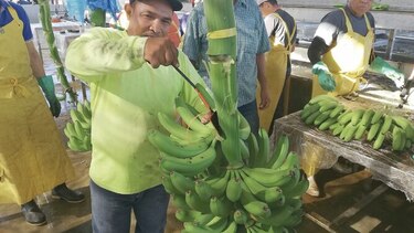 Banapiña logra certificación para exportar a Europa