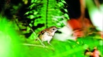Panamá se sumará al ‘gran día global’