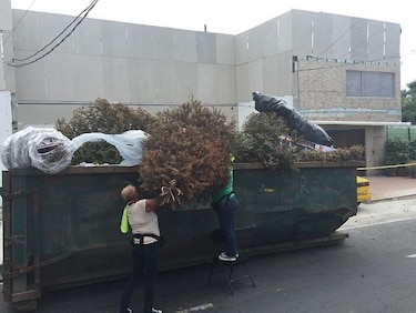 Recogen árboles de Navidad en Calidonia y calle 50